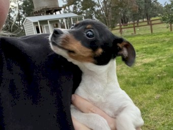 Jack Russell x Mini Foxy 