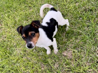 Jack Russell x Mini Foxy 