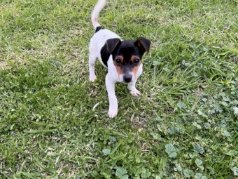 Jack Russell x Mini Foxy 
