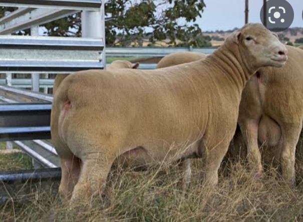 WANTED Dorset Ram