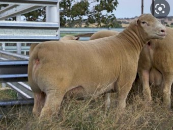 WANTED Dorset Ram