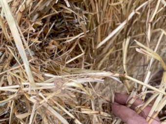 Pasture Hay rolls