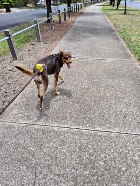 A man's best friend 