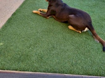 A man's best friend 