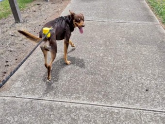 A man's best friend 