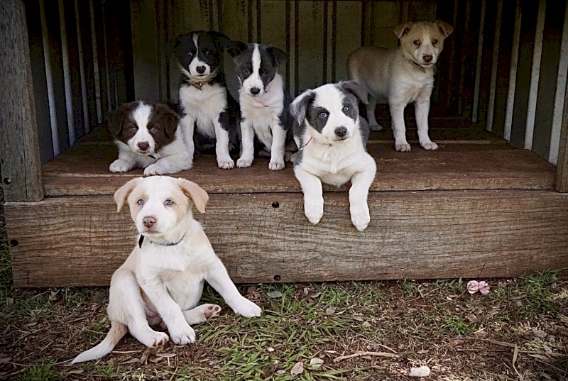 Border collie pups