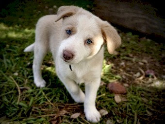 Border collie pups