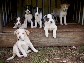Border collie pups