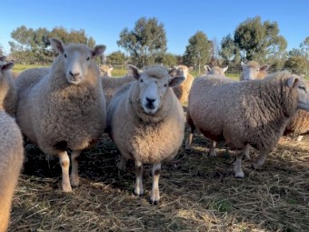 Stud Perendale Ewes in Lamb