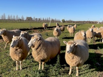 Stud Perendale Ewes in Lamb