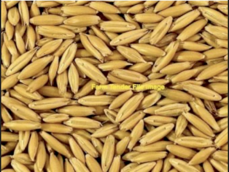 20 M/T Yallara Oats