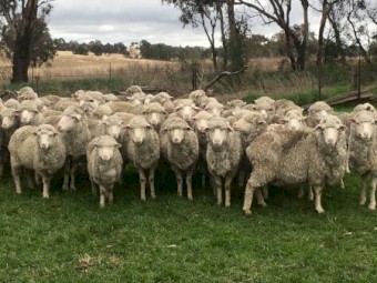 19 Fine Wool Merino Ewes