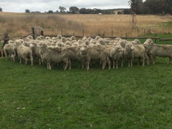 19 Fine Wool Merino Ewes