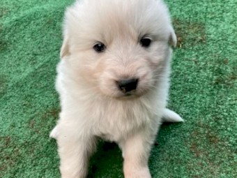 Maremma puppies 