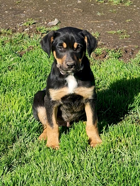 Pure bred kelpie pups