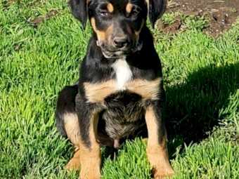 Pure bred kelpie pups