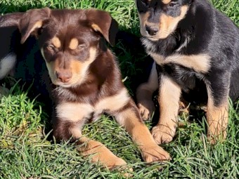 Pure bred kelpie pups
