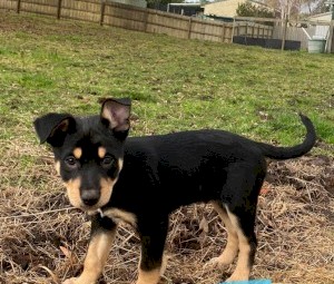 Kelpie Puppies Purebred 