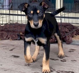 Kelpie Puppies Purebred 