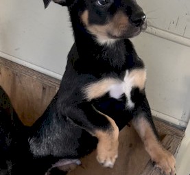 Kelpie Puppies Purebred 