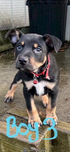 Kelpie Puppies Purebred 