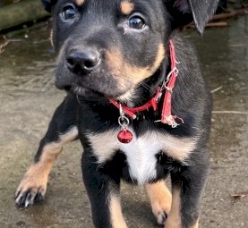 Kelpie Puppies Purebred 