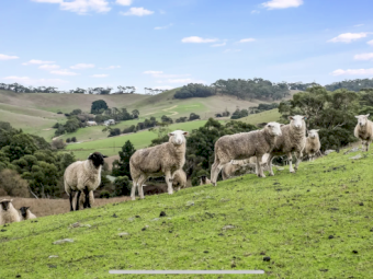 Mob of mixed age ewes 