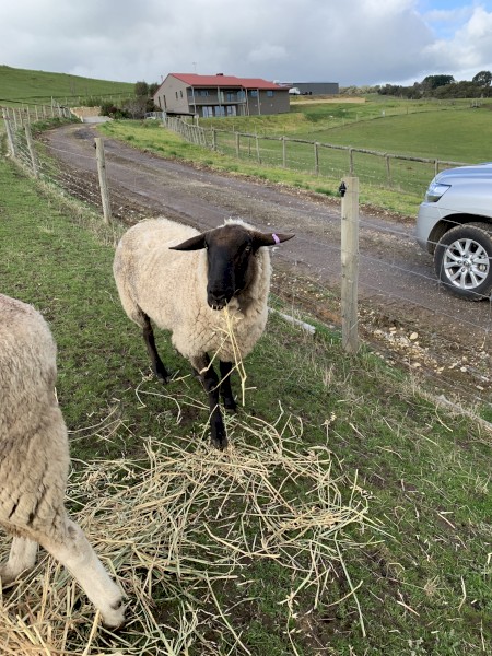 2 yo Suffolk Ram for sale