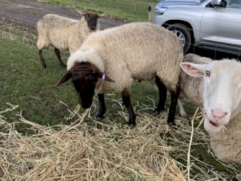 2 yo Suffolk Ram for sale