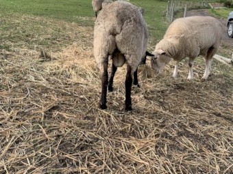 2 yo Suffolk Ram for sale