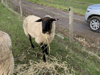 2 yo Suffolk Ram for sale