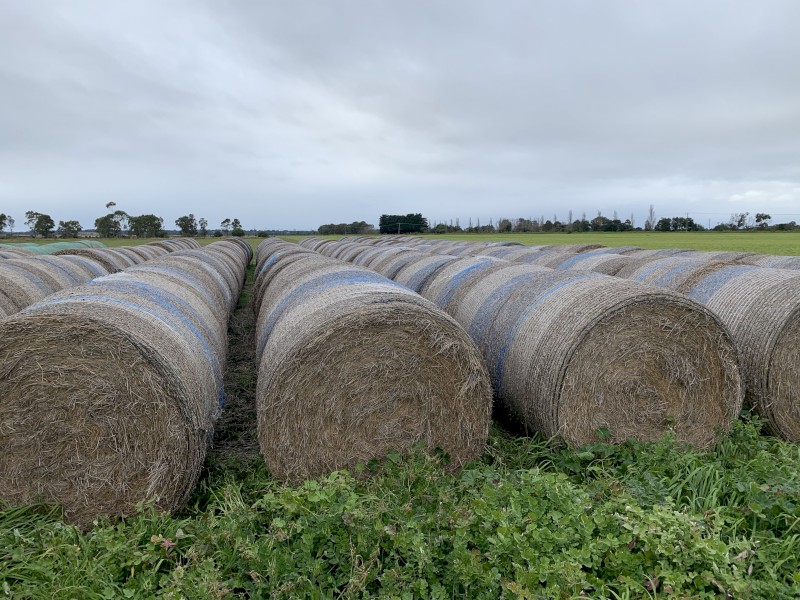 Pasture hay