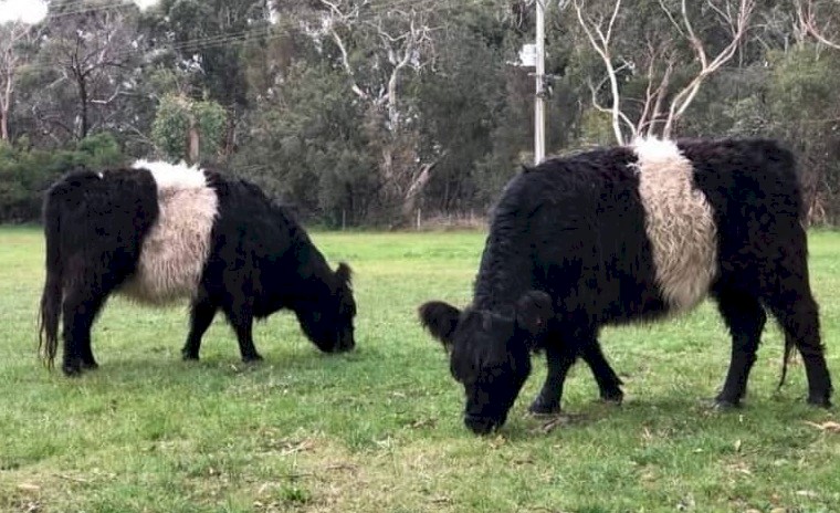 WANTED 2 x Miniture Belted Galloway Females