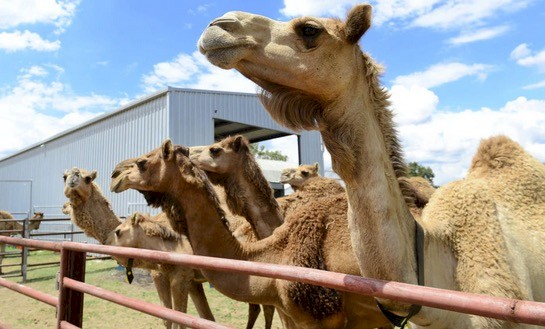 WANTED 2 x Camels