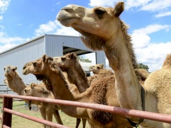 WANTED 2 x Camels