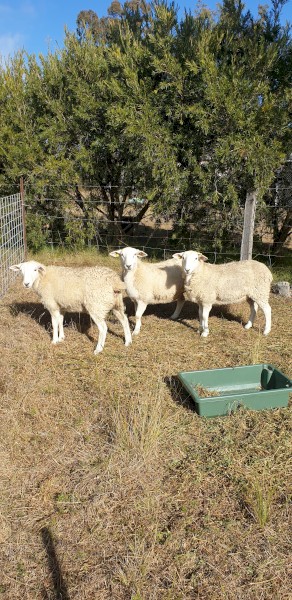 3 x Purebred Wiltipoll Yearling Ewes