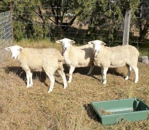 3 x Purebred Wiltipoll Yearling Ewes