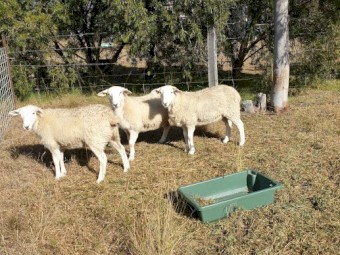 3 x Purebred Wiltipoll Yearling Ewes