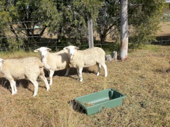 3 x Purebred Wiltipoll Yearling Ewes