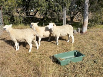 3 x Purebred Wiltipoll Yearling Ewes