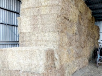 Pasture Hay 2021