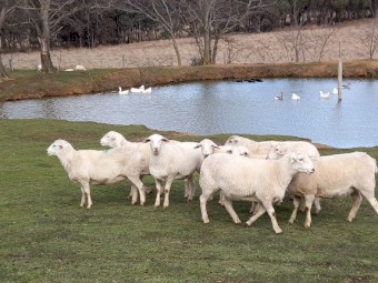 50 AUSTRALIAN WHITE EWES TATTYKEEL x ARDESS BLOODLINE - HUGE EWES 14 MONTHS
