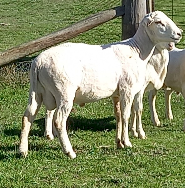 10 AUSTRALIAN WHITE RAMS TATTYKEEL x KALNARI BLOODLINE