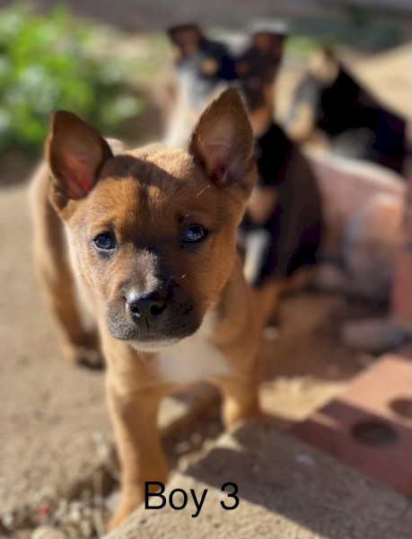 RED HEELER PUPS