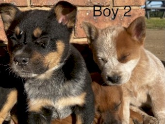 RED HEELER PUPS