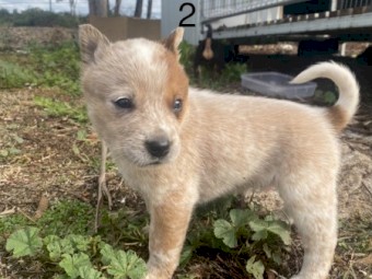 RED HEELER PUPS