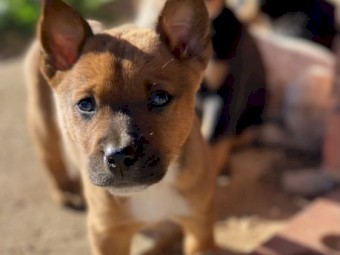 RED HEELER PUPS