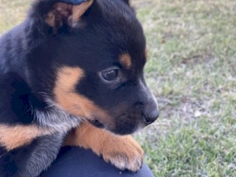 RED HEELER PUPS