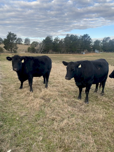 4 x Black Angus Heifers