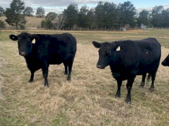 4 x Black Angus Heifers